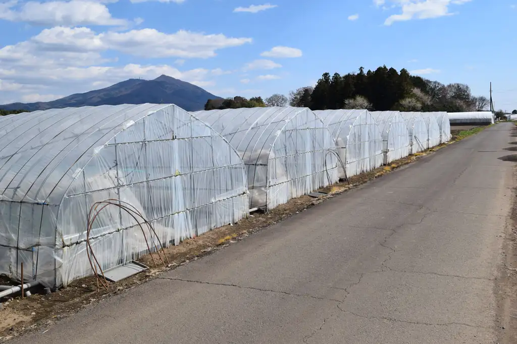 vinylhouse-green-house vinylhouse-green-house