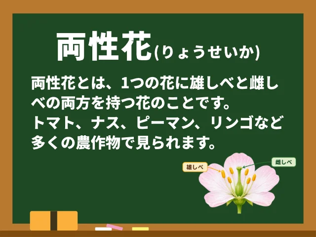 両性花