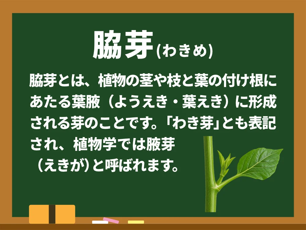 脇芽