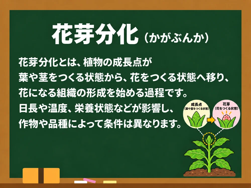 花芽分化
