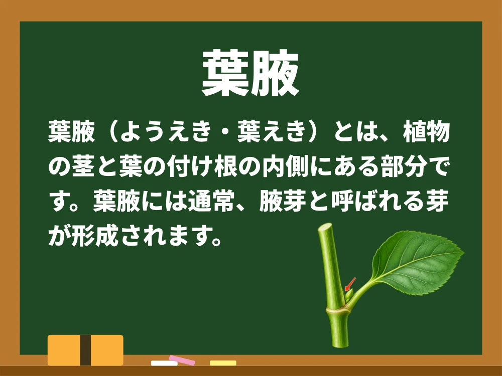 葉腋