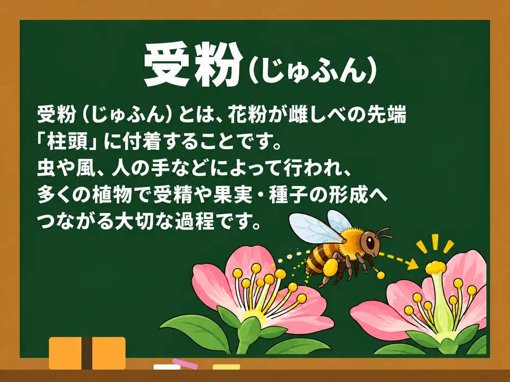 受粉