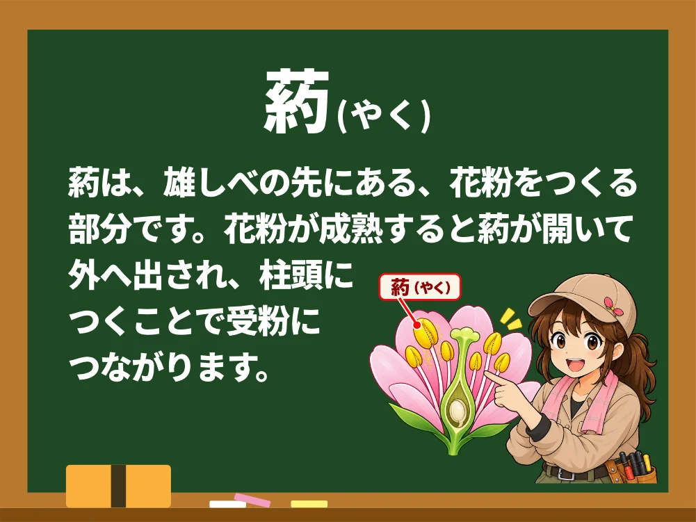 葯