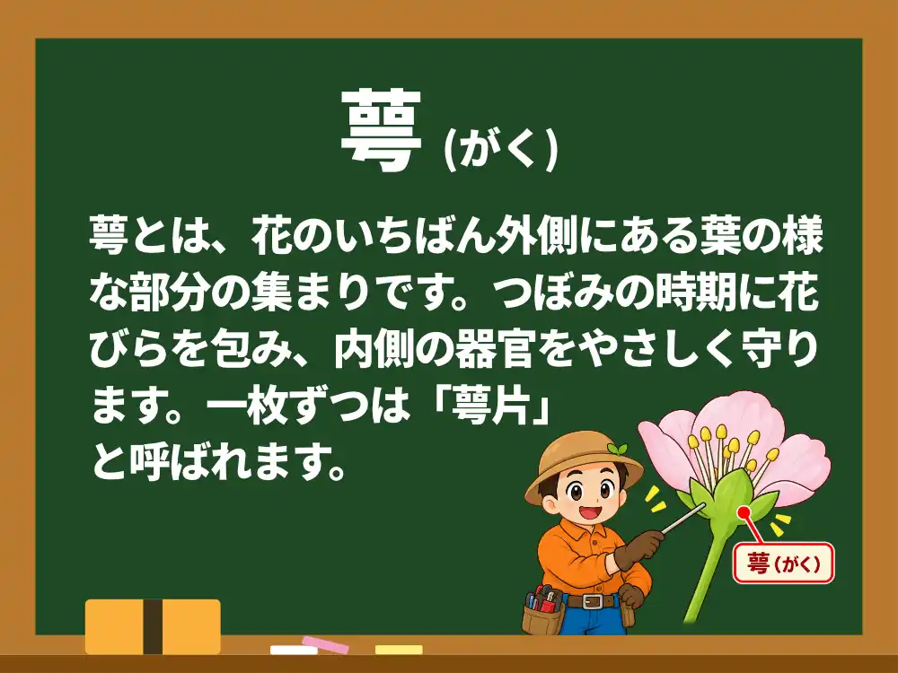 萼