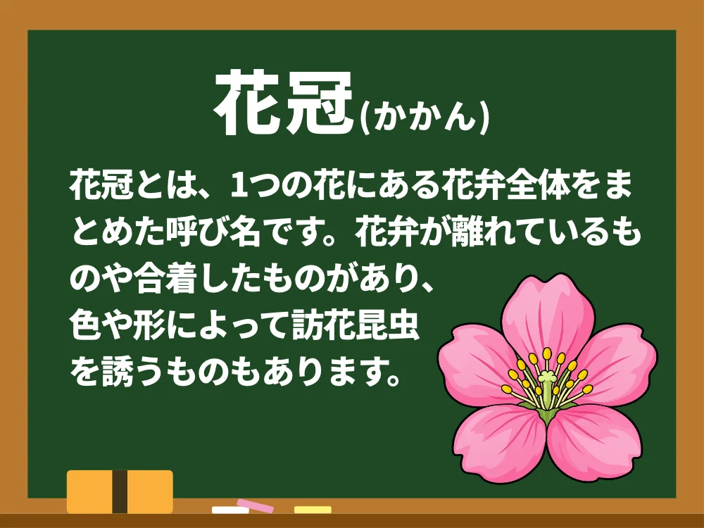 花冠
