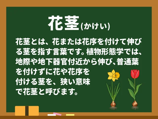 花茎