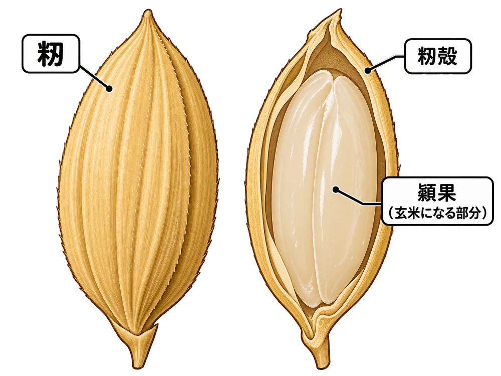 籾・籾殻・頴果