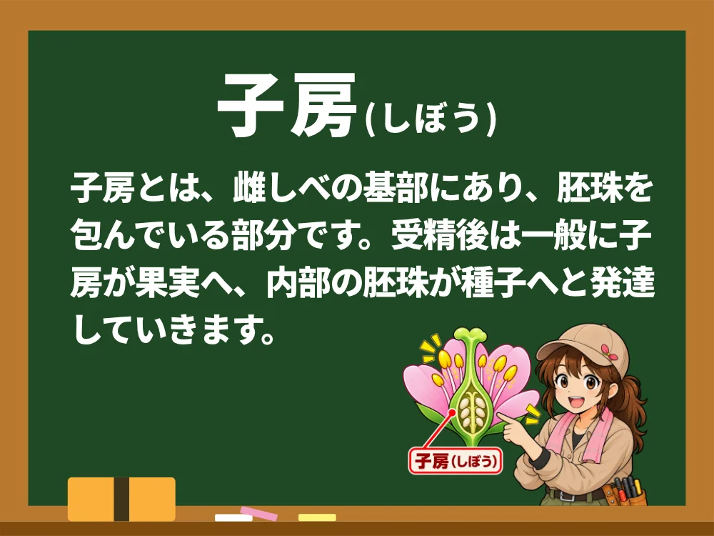 子房