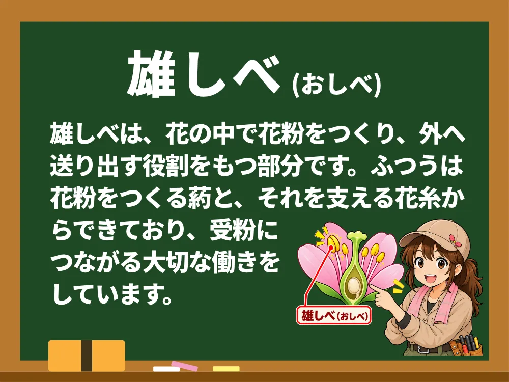 雄しべ