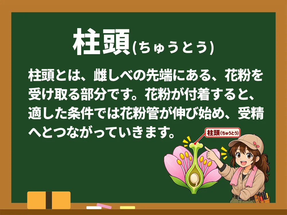 柱頭