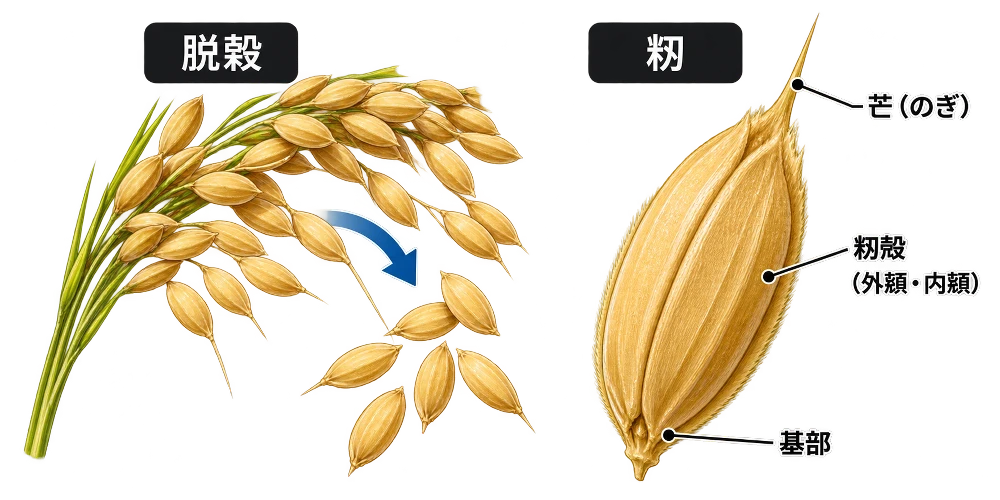 脱穀と籾