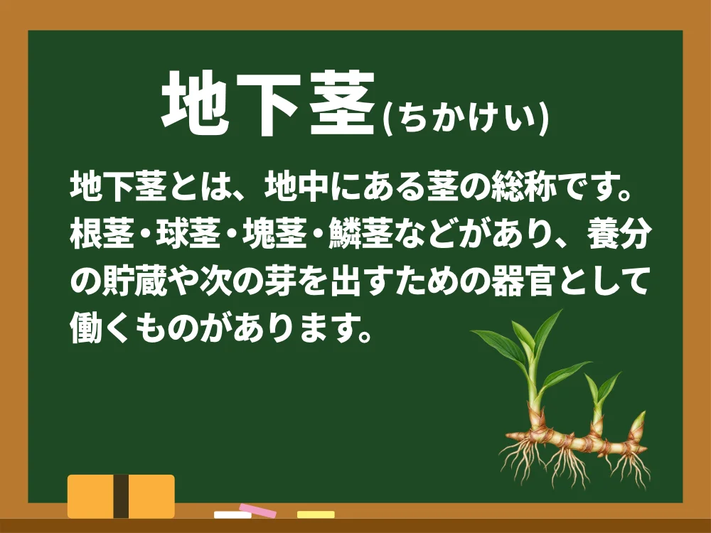 地下茎