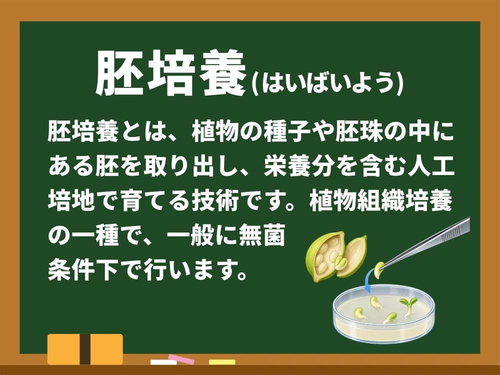 胚培養