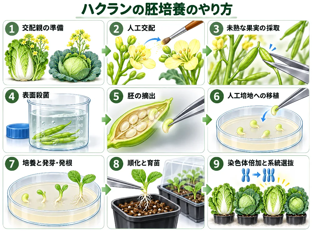 ハクランの胚培養ステップ図 