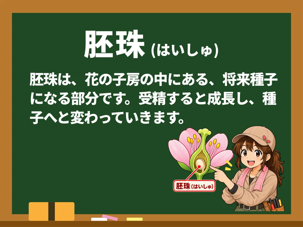 胚珠