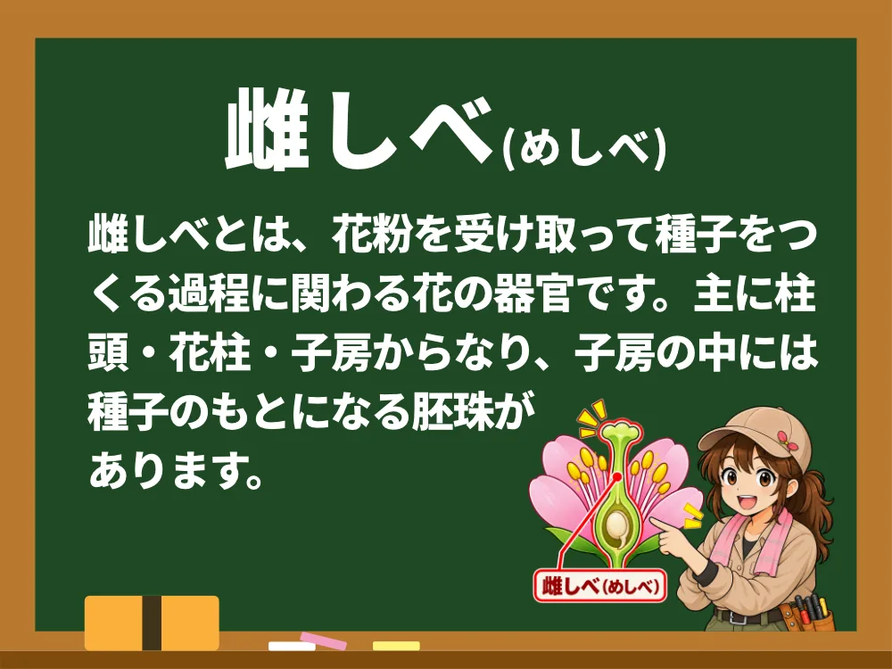 雌しべ