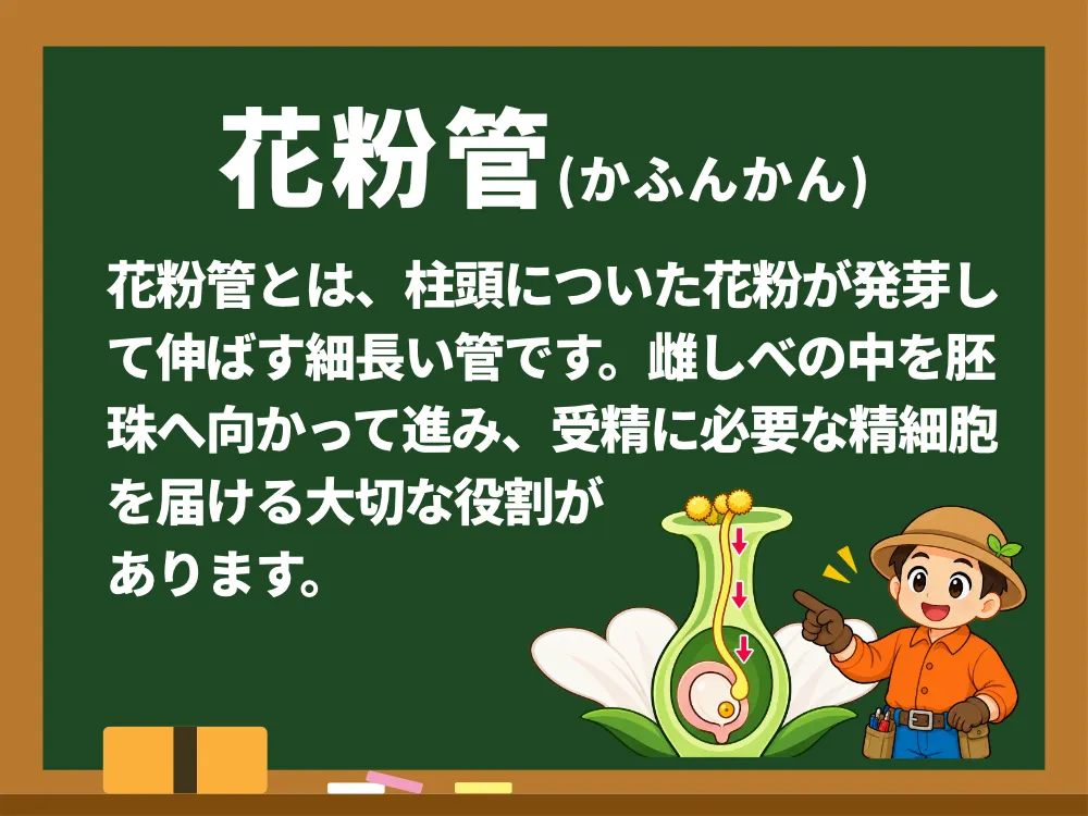 花粉管