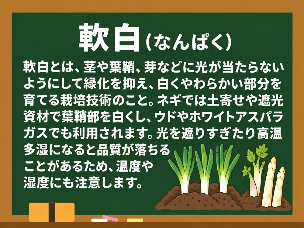軟白