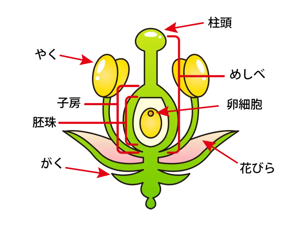 花柱