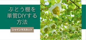 【ブログのご紹介】ぶどう棚を単管パイプでDIYするには？！そのやり方をステップ毎に詳しく解説。