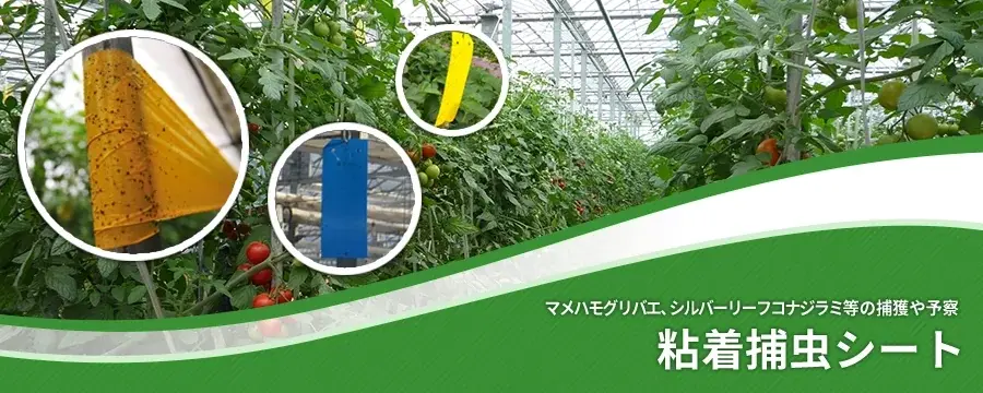 粘着捕虫シート
