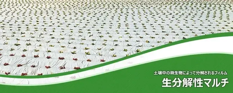 生分解性マルチ