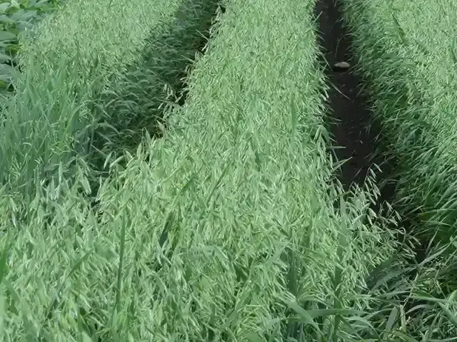 えん麦