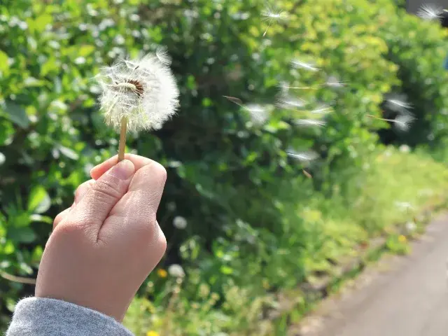 たんぽぽの綿毛（冠毛）