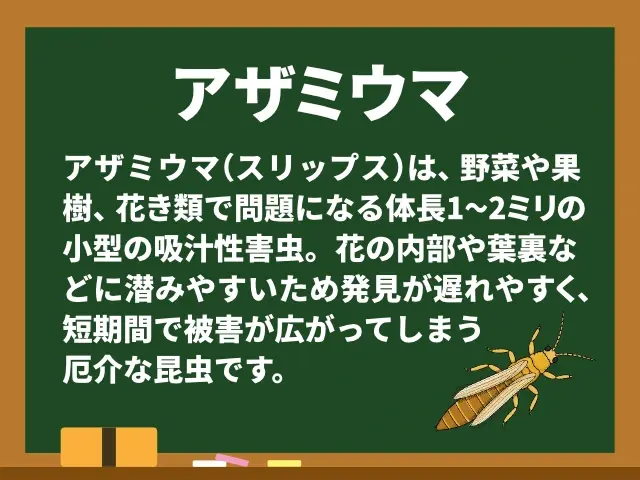 アザミウマ
