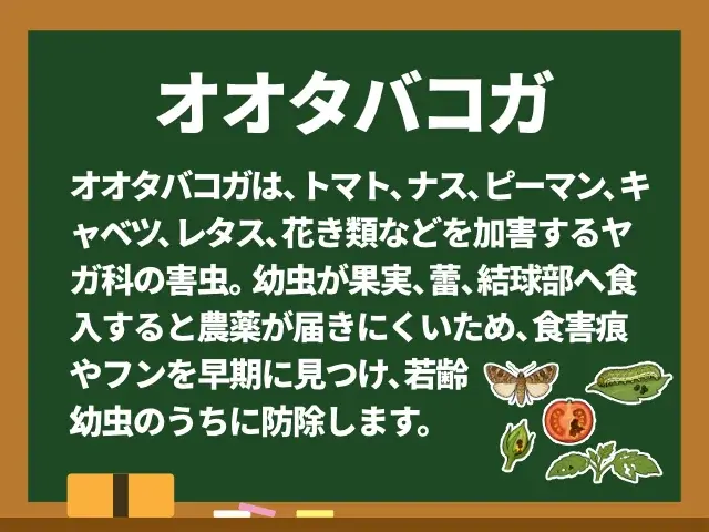 オオタバコガ