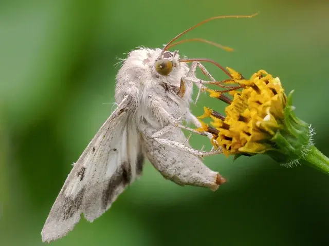オオタバコガ成虫