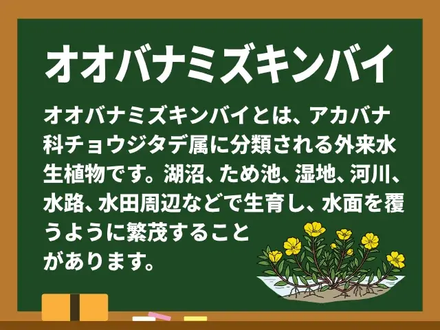 オオバナミズキンバイ