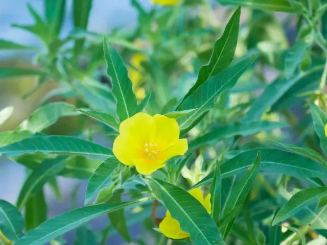 オオバナミズキンバイ（侵略的外来植物）