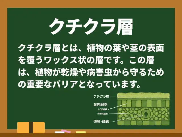 クチクラ層