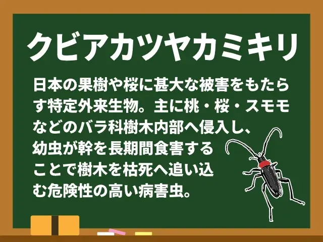 クビアカツヤカミキリ