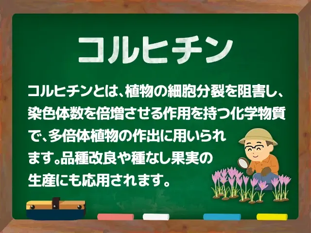 コルヒチン