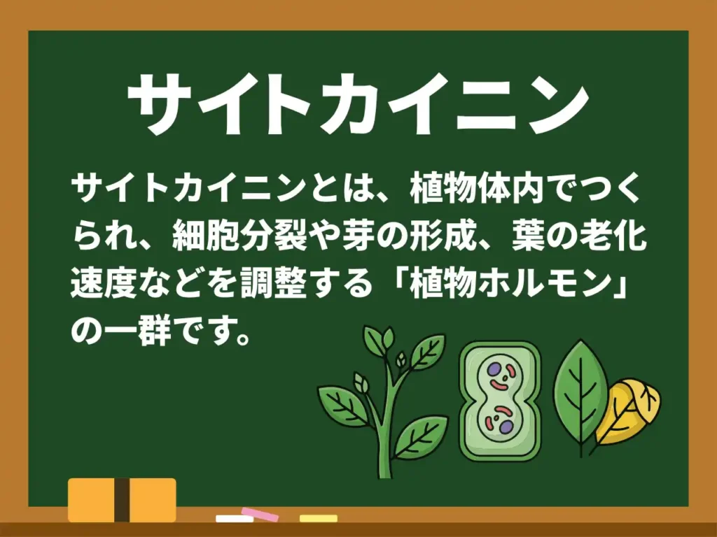 サイトカイニン