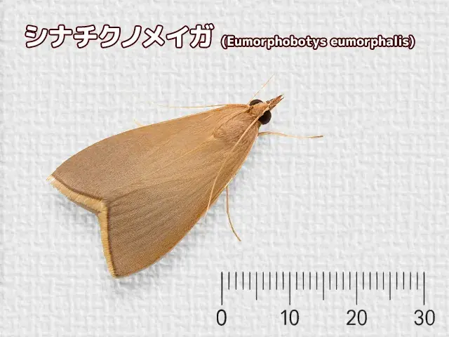 シナチクノメイガの成虫