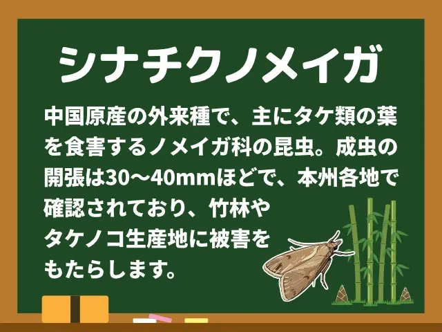 シナチクノメイガ