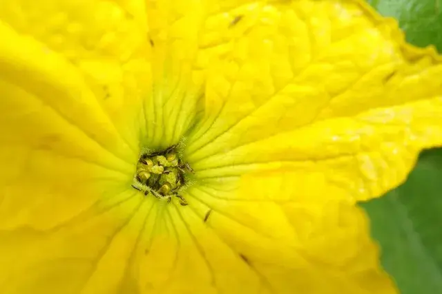 スリップス