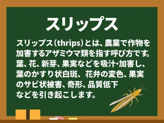 スリップス