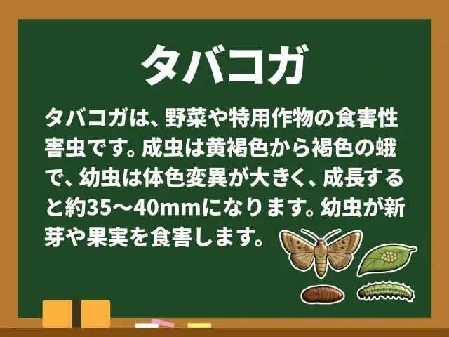 タバコガ