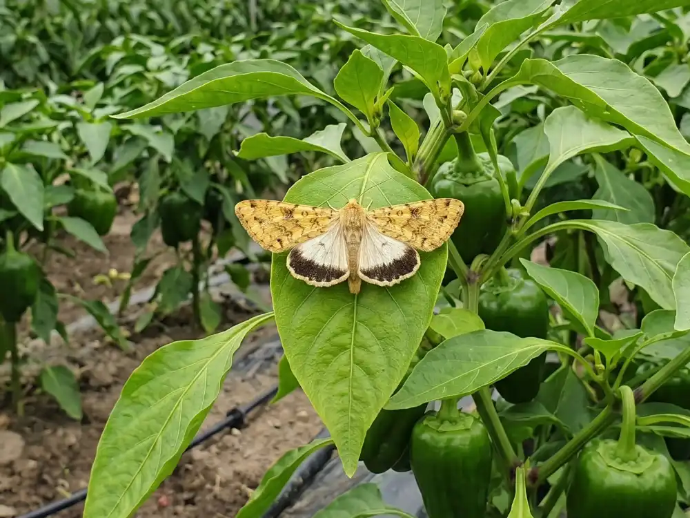 タバコガ成虫とみられる個体。タバコガとオオタバコガは外観が似るため、写真だけでの種判別には注意が必要です。