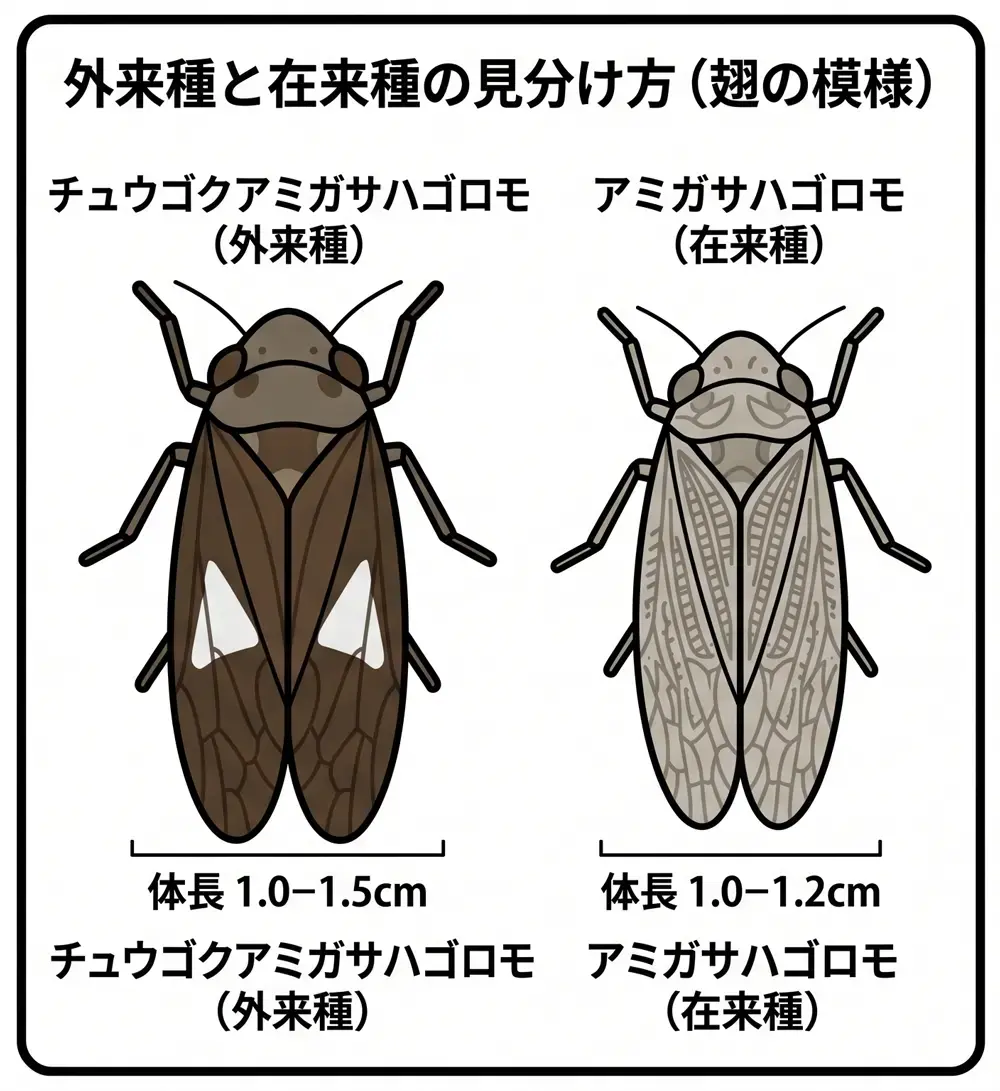チュウゴクアミガサハゴロモ-外来種と在来種の見分け方（翅の模様）