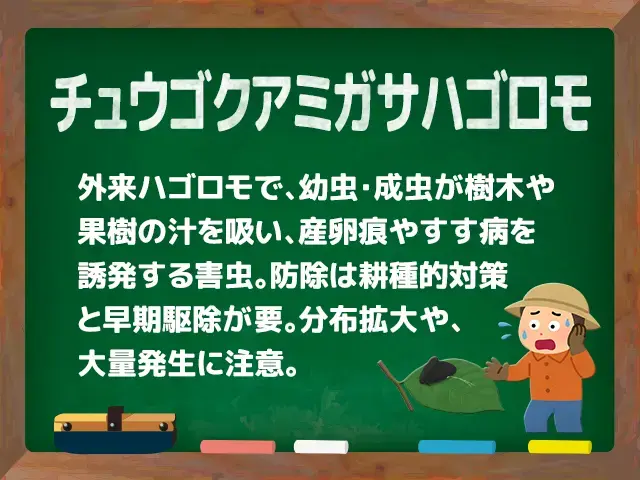 チュウゴクアミガサハゴロモ