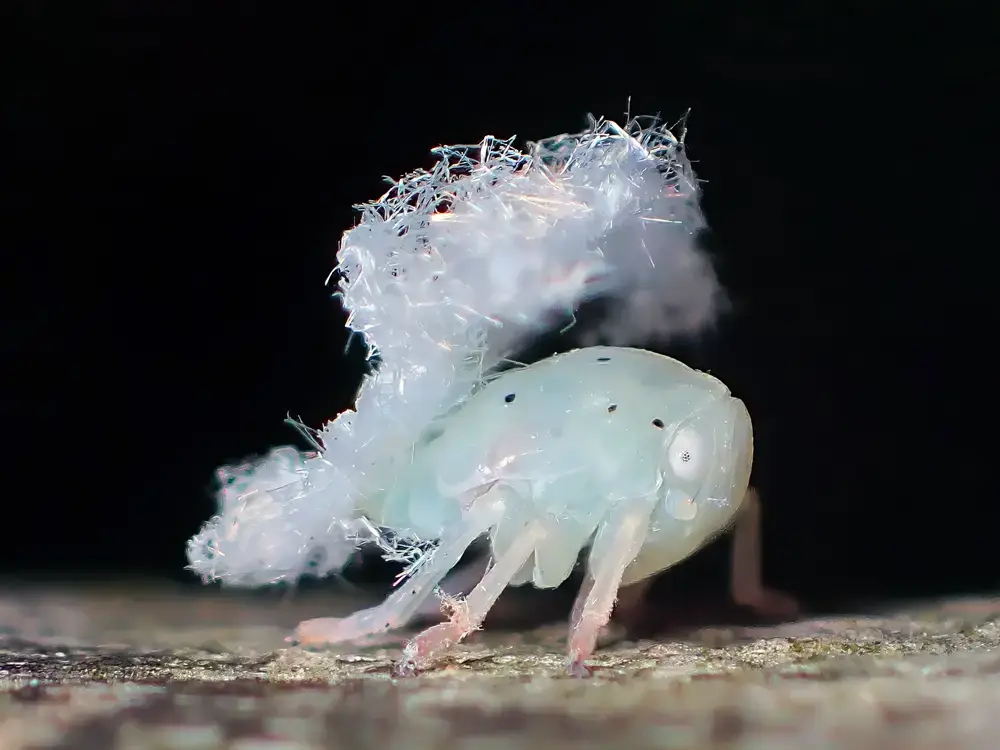チュウゴクアミガサハゴロモの幼虫