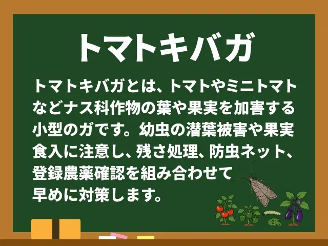 トマトキバガ