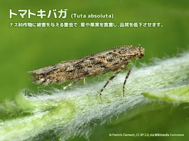 トマトキバガの成虫