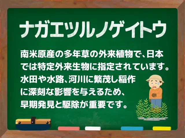 ナガエツルノゲイトウ