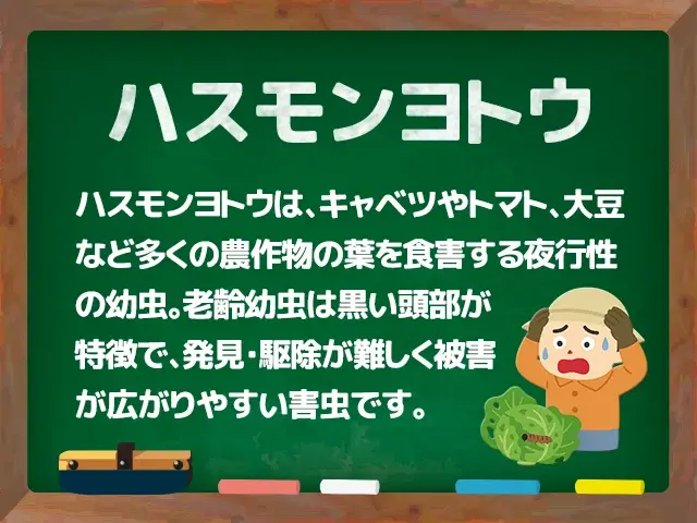ハスモンヨトウ
